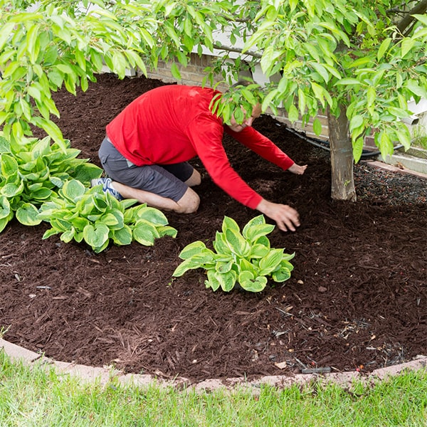 the cost of mulch installation can vary depending on the size of the area and the type of mulch used